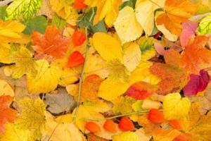 bunte-blaetter-herbst-300x200.jpg