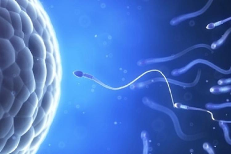 Forscher: Spermien wechseln Schwimmstile - urbia.de